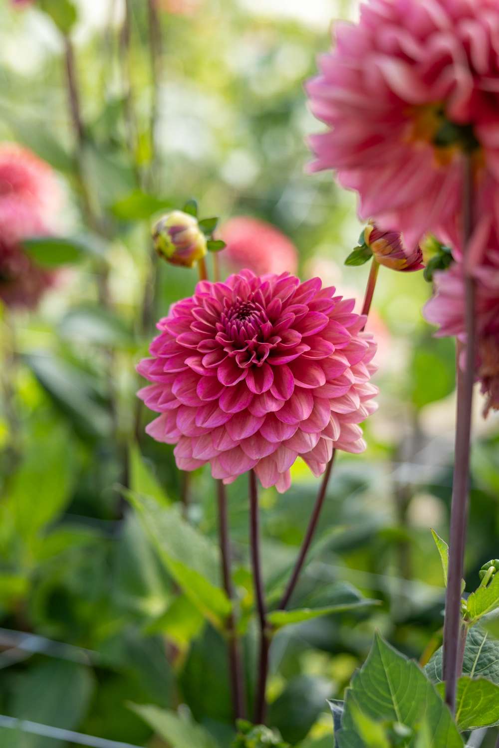 Dahlia 'Salmon Runner'